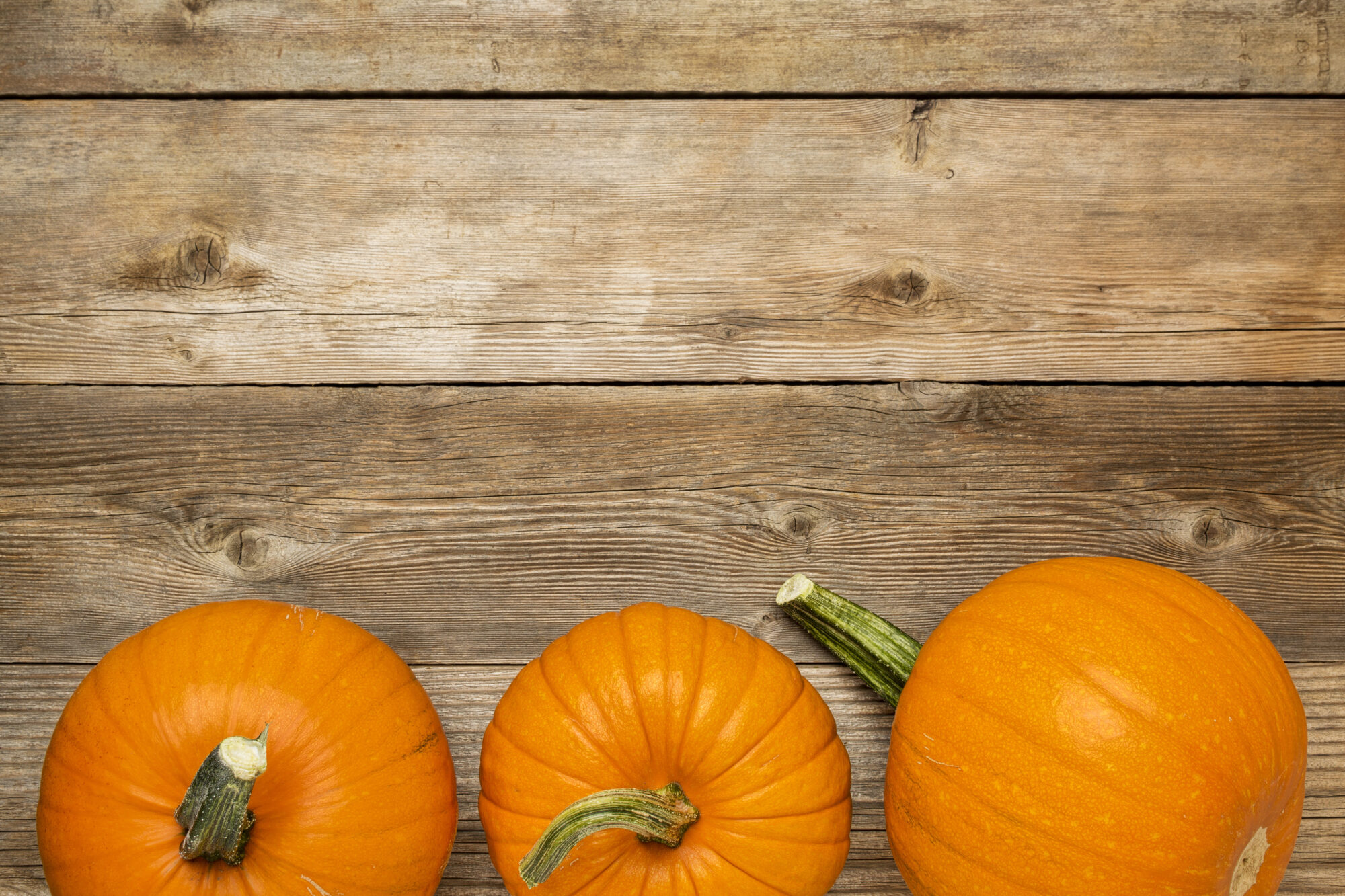 a row of pumpkins against a woodgrain wall